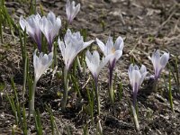 Crocus albiflorus 35, Saxifraga-Willem van Kruijsbergen