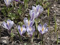 Crocus albiflorus 36, Saxifraga-Willem van Kruijsbergen