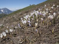 Crocus albiflorus 37, Saxifraga-Willem van Kruijsbergen