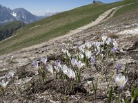 Crocus albiflorus 38, Saxifraga-Willem van Kruijsbergen