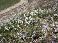 Crocus albiflorus 39, Saxifraga-Willem van Kruijsbergen