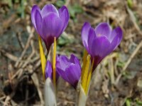 Crocus albiflorus 4, Saxifraga-Willem van Kruijsbergen