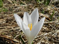 Crocus albiflorus 40, Saxifraga-Rutger Barendse