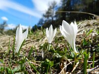 Crocus albiflorus 41, Saxifraga-Rutger Barendse