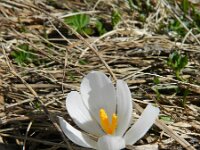 Crocus albiflorus 42, Saxifraga-Rutger Barendse