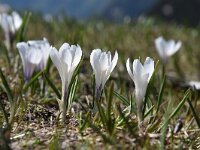 Crocus albiflorus 43, Saxifraga-Luuk Vermeer