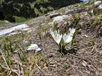 Crocus albiflorus 44, Saxifraga-Luuk Vermeer