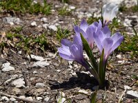 Crocus albiflorus 45, Saxifraga-Luuk Vermeer
