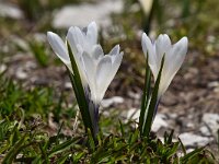 Crocus albiflorus 46, Saxifraga-Luuk Vermeer