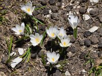 Crocus albiflorus 47 Saxifraga-Luuk Vermeer