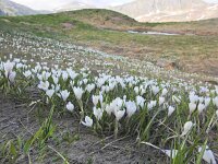 Crocus albiflorus 48, Saxifraga-Harry Jans