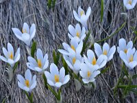 Crocus albiflorus 49, Saxifraga-Harry Jans