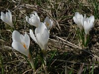 Crocus albiflorus 5, Saxifraga-Jan Willem Jongepier