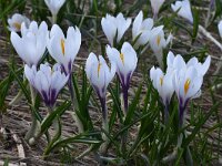 Crocus albiflorus 50, Saxifraga-Harry Jans