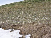 Crocus albiflorus 51, habitat, Saxifraga-Harry Jans