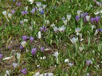 Crocus albiflorus 6, Saxifraga-Willem van Kruijsbergen