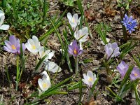 Crocus albiflorus 7, Saxifraga-Willem van Kruijsbergen
