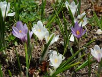 Crocus albiflorus 8, Saxifraga-Willem van Kruijsbergen