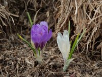 Crocus albiflorus 9, Saxifraga-Willem van Kruijsbergen