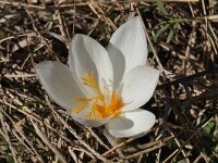 Crocus boryi 2, Saxifraga-Harry Jans