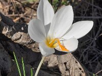 Crocus boryi 4, Saxifraga-Harry Jans