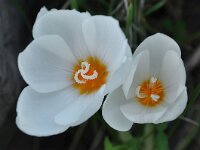 Crocus boryi 8, Saxifraga-Harry Jans