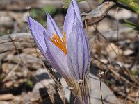 Crocus cancellatus 2, Saxifraga-Harry Jans