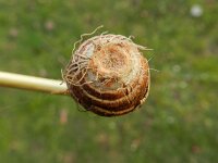 Crocus chrysanthus 3, Saxifraga-Rutger Barendse