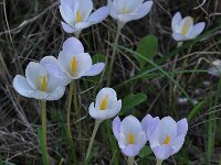 Crocus goulimyi ssp goulimyi 3, Saxifraga-Harry Jans