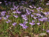 Crocus goulimyi ssp goulimyi 8, Saxifraga-Harry Jans