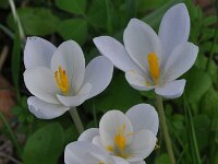 Crocus goulimyi ssp leucanthus 2, Saxifraga-Harry Jans