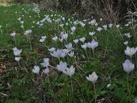 Crocus goulimyi ssp leucanthus 3, Saxifraga-Harry Jans