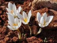 Crocus hadriaticus 11, Saxifraga-Harry Jans
