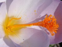 Crocus hadriaticus 8, Saxifraga-Harry Jans