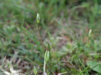 Crocus minimus 4, Saxifraga-Jeroen Willemsen