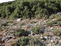 Crocus niveus 11, habitat, Saxifraga-Harry Jans