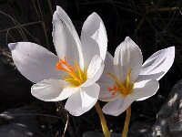 Crocus niveus 13, Saxifraga-Harry Jans