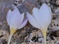 Crocus niveus 3, Saxifraga-Harry Jans
