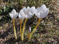 Crocus niveus 5, Saxifraga-Harry Jans