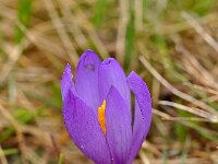 Crocus pelistericus 2, Saxifraga-Harry Jans