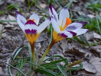 Crocus sieberi ssp sieberi 3, Saxifraga-Harry Jans