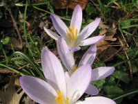 Crocus tommasinianus 12, Boerenkrokus, Saxifraga-Rutger Barendse