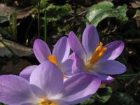 Crocus tommasinianus 13, Boerenkrokus, Saxifraga-Rutger Barendse