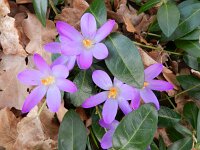 Crocus tommasinianus 16, Boerenkrokus, Saxifraga-Rutger Barendse