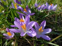 Crocus tommasinianus 22, Boerenkrokus, Saxifraga-Ed Stikvoort