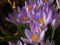 Crocus tommasinianus 26, Boerenkrokus, Saxifraga-Ed Stikvoort