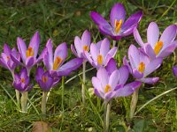 Crocus tommasinianus 3, Boerenkrokus, Saxifraga-Kees Marijnissen