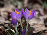 Crocus tommasinianus 34, Boerenkrokus, Saxifraga-Bart Vastenhouw