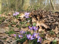 Crocus tommasinianus 5, Boerenkrokus, Saxifraga-Rutger Barendse