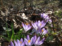 Crocus tommasinianus 7, Boerenkrokus, Saxifraga-Rutger Barendse